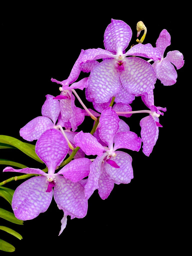 Vanda roeblingiana x coerulea f. delicata