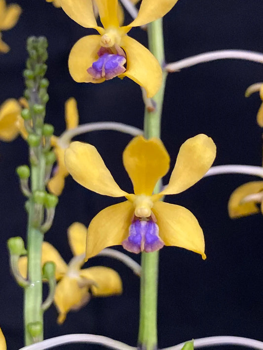 Vanda parviflora (syn. Vanda testacea)