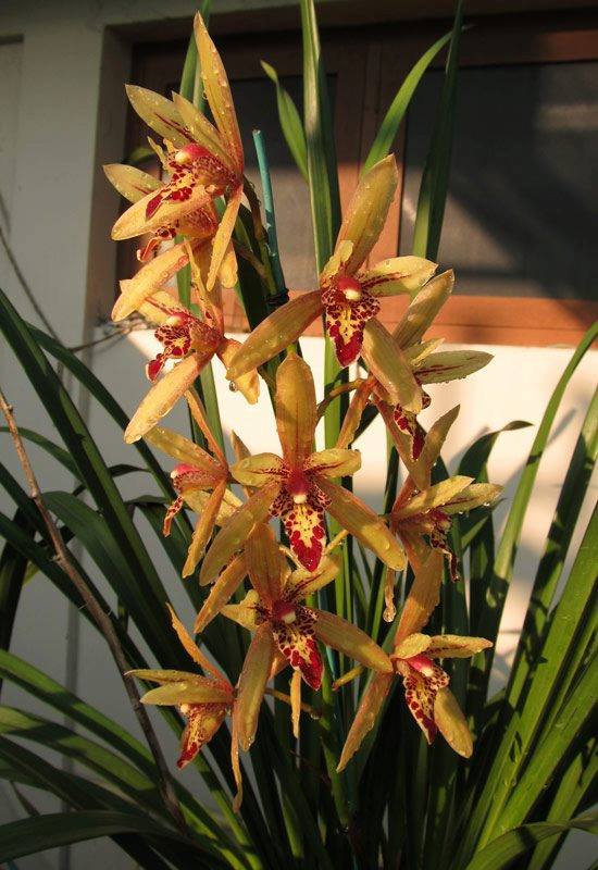 Grammatocymbidium Pakkret Carnival #1 Main image