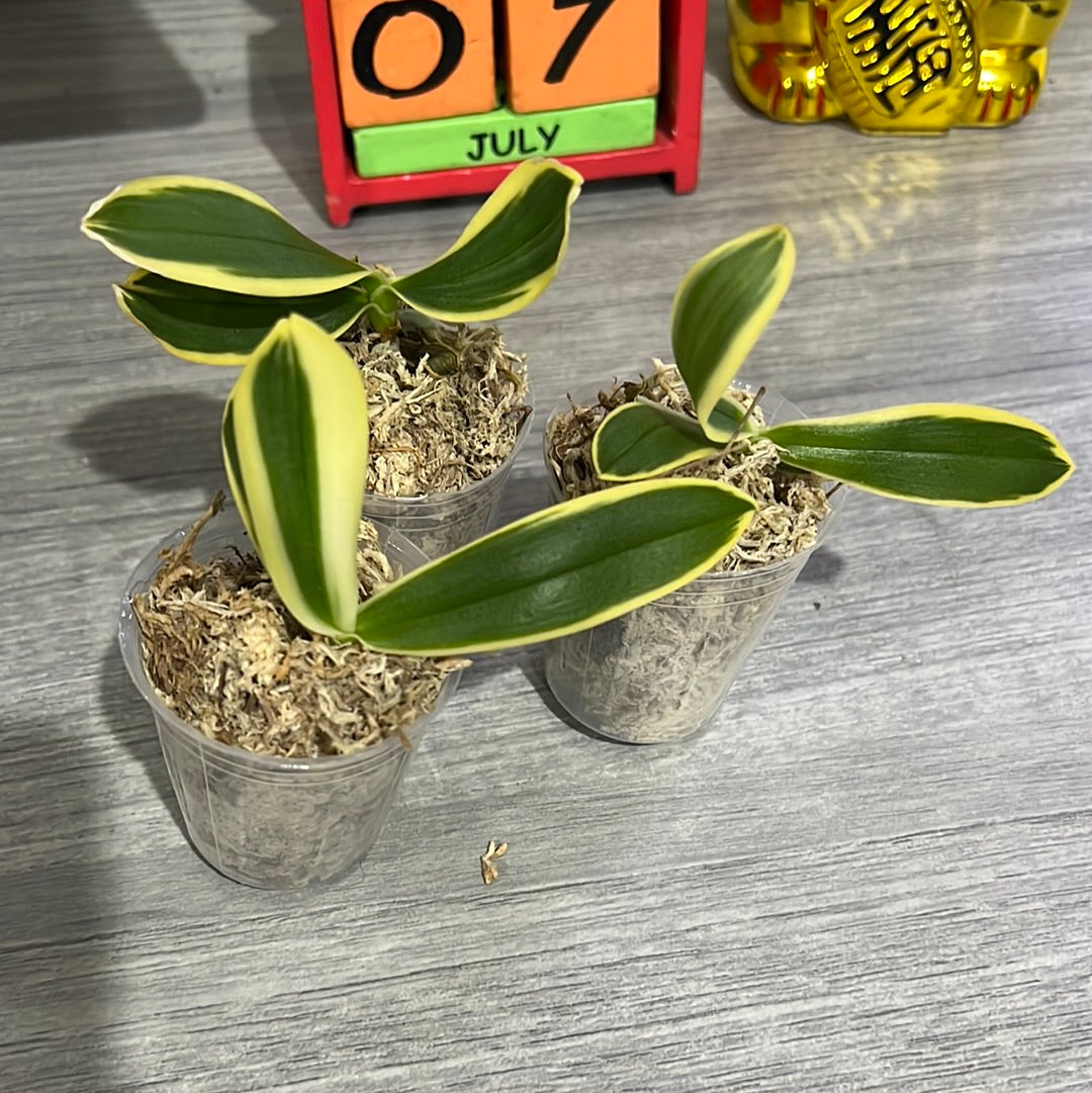 Phalaenopsis Sogo Yenlin Coffee (Variegated Miniature) Secondary image