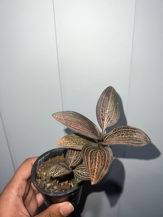 Ludisia discolour (Jewel Orchid)