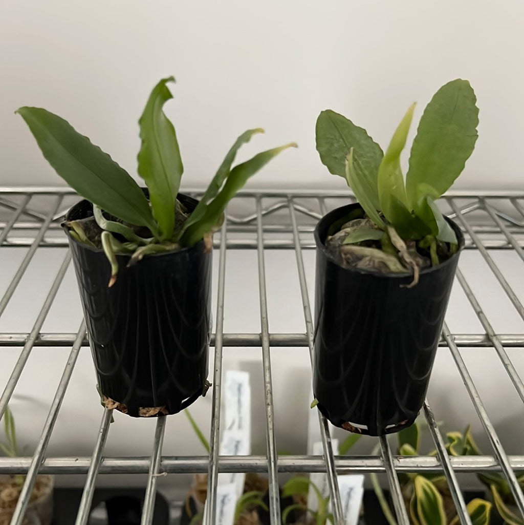 Phalaenopsis Deliciosa (Miniature Species)