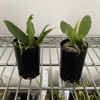 Phalaenopsis Deliciosa (Miniature Species)