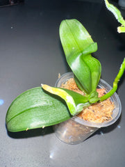 Phalaenopsis sanderiana (RARE SPECIES)