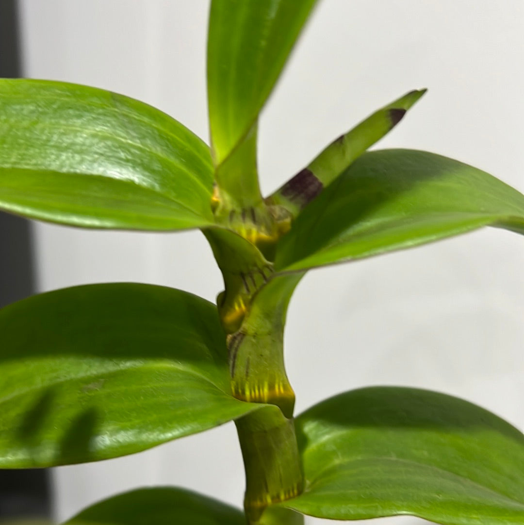 IN FLOWER - Den. Thongchai Gold ‘Splash’
