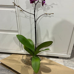 Phalaenopsis Purple Royalty (FLOWERING!!!)