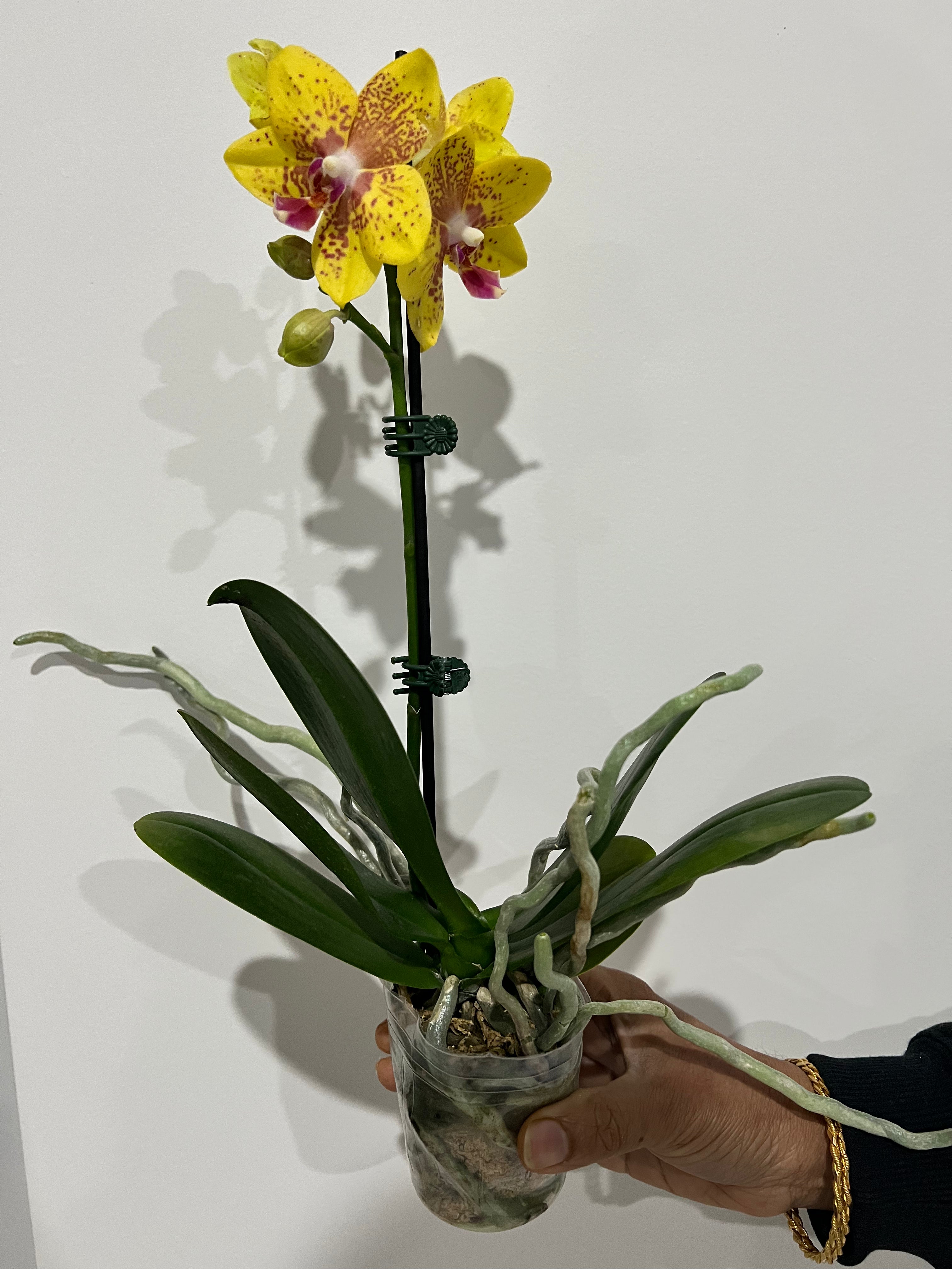 Phalaenopsis Cleopatra with Spots (BLOOMING NOW) Secondary image