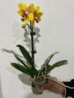 Phalaenopsis Cleopatra with Spots (BLOOMING NOW)