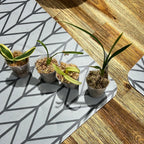 Variegated Orchids Special Pack of 4