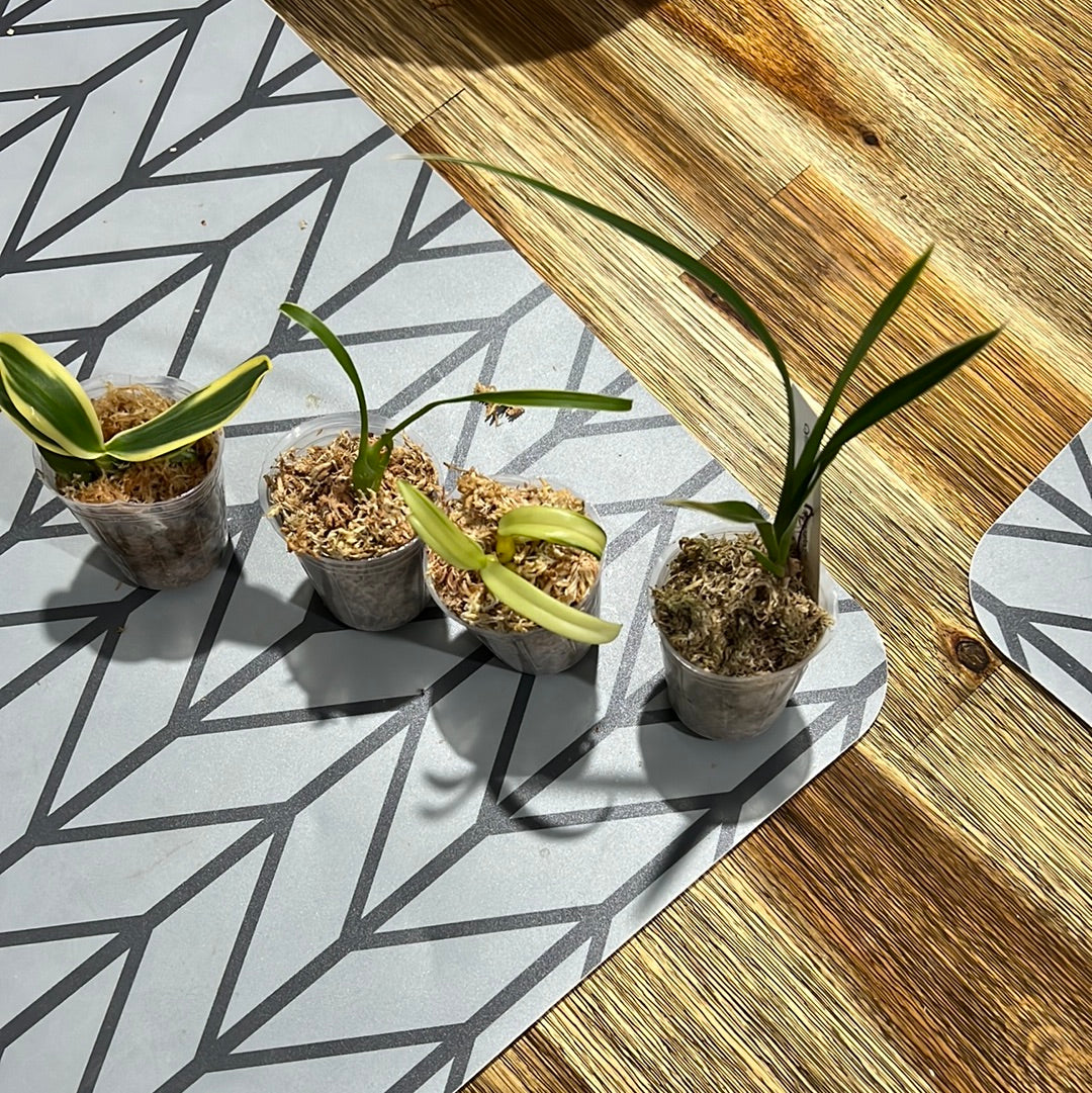 Variegated Orchids Special Pack of 4
