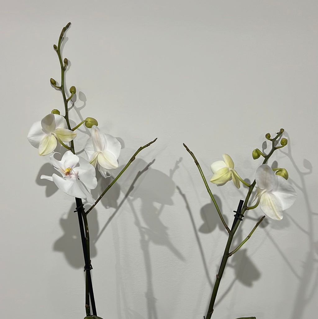 Phalaenopsis Pillow Talk (Blooming Now)