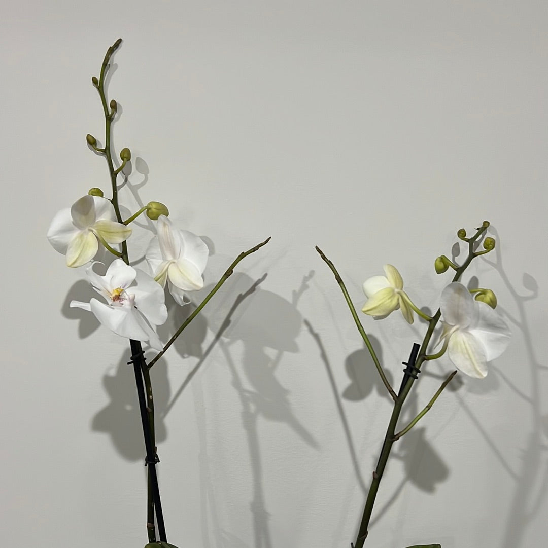Phalaenopsis Pillow Talk (Blooming Now)