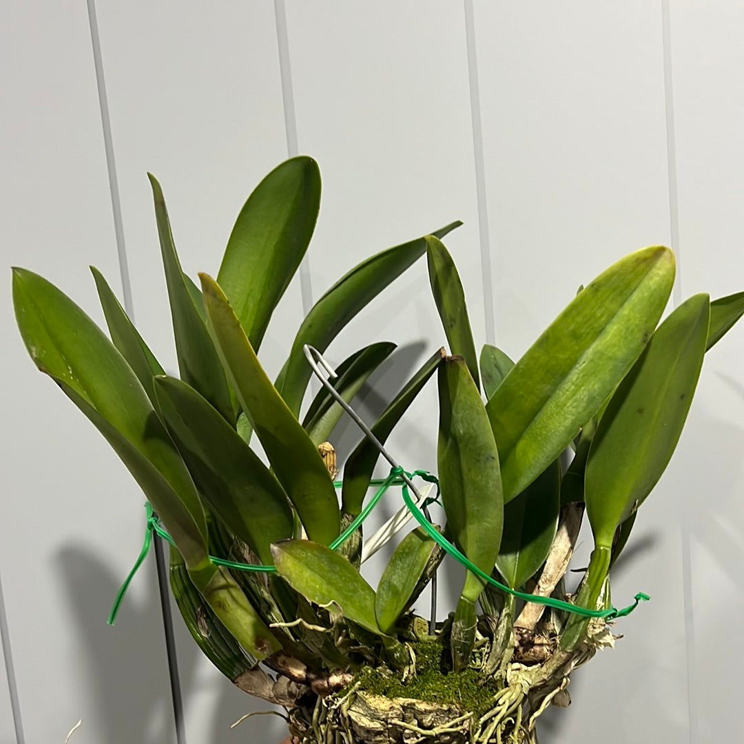 Cattleya Tainan City (Fragrant Flowering Size Mounted Plant)