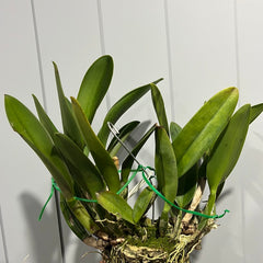 Cattleya Tainan City (Fragrant Flowering Size Mounted Plant)