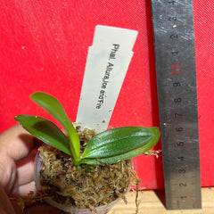 TOP - Phalaenopsis  Allura “Fire and Ice” (Fragrant Mericlone)
