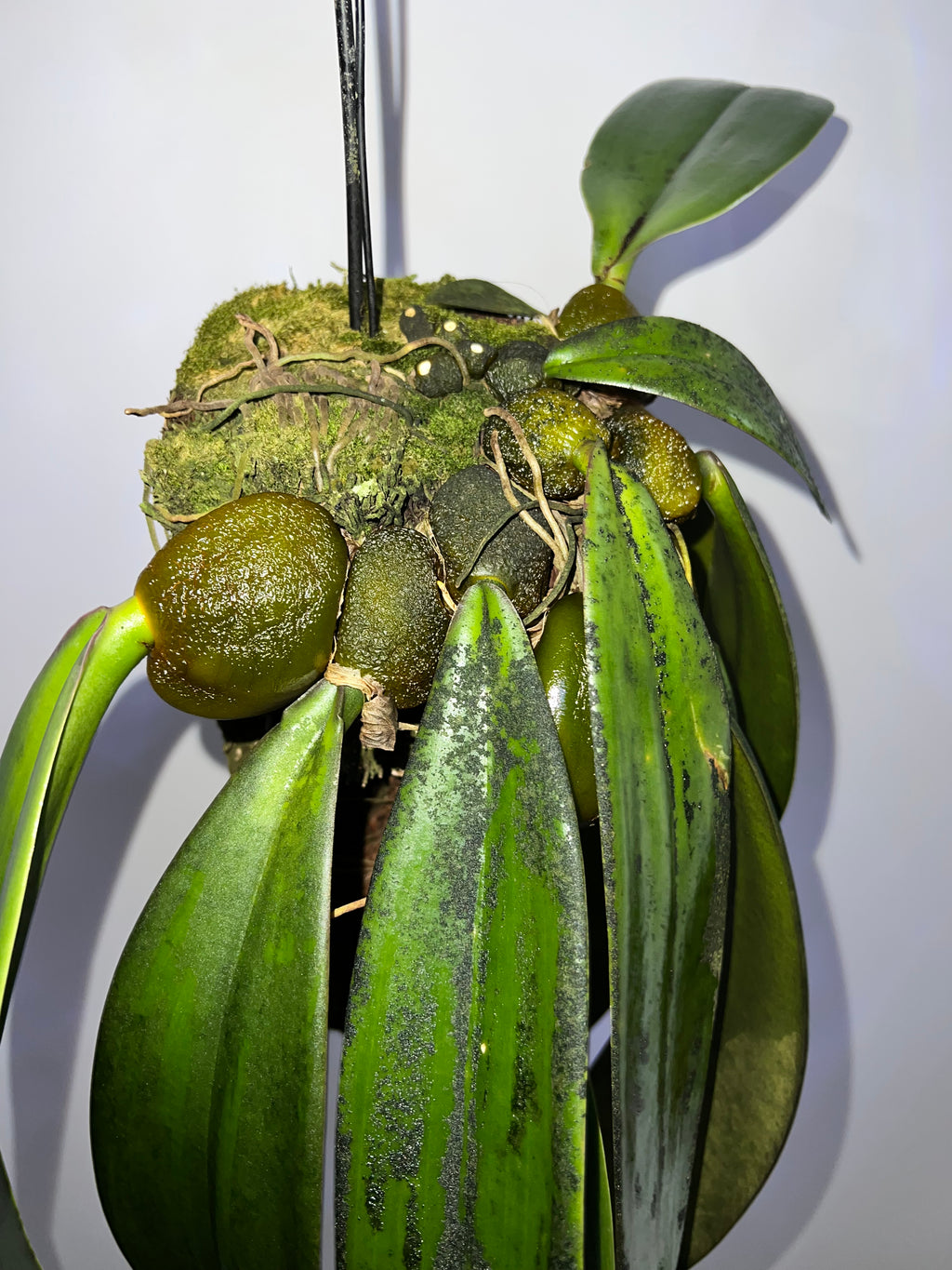 Bulbophyllum Phalaenopsis (Gigantic Plant)