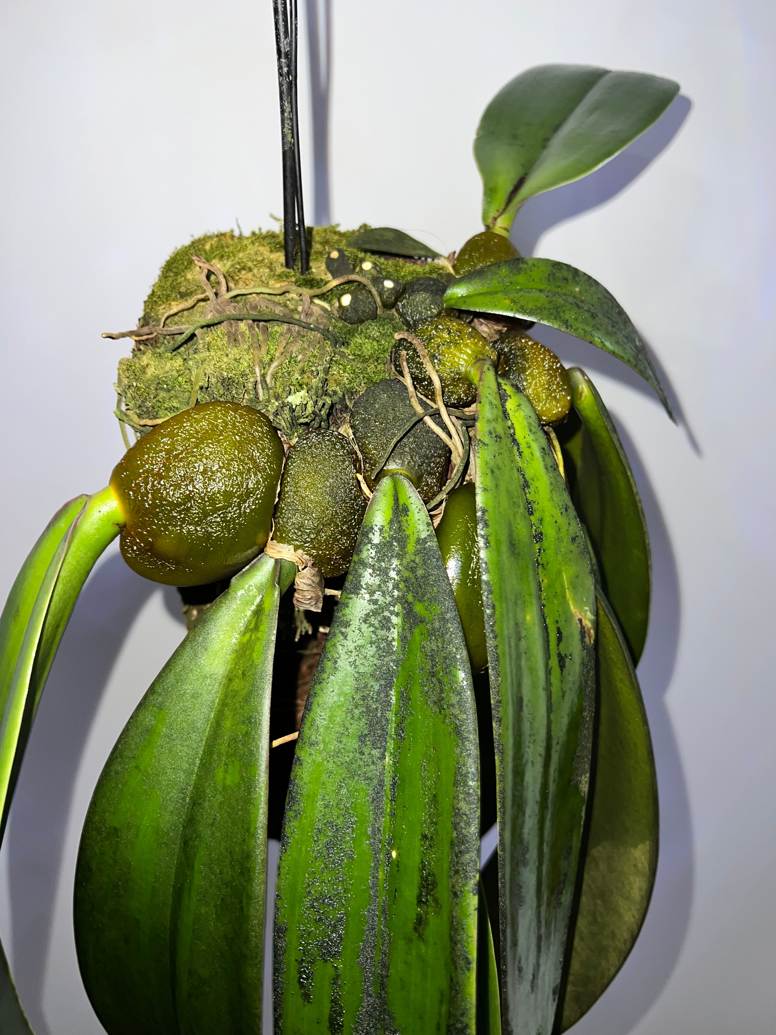 Bulbophyllum Phalaenopsis (Gigantic Plant)