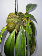 Bulbophyllum Phalaenopsis (Gigantic Plant)