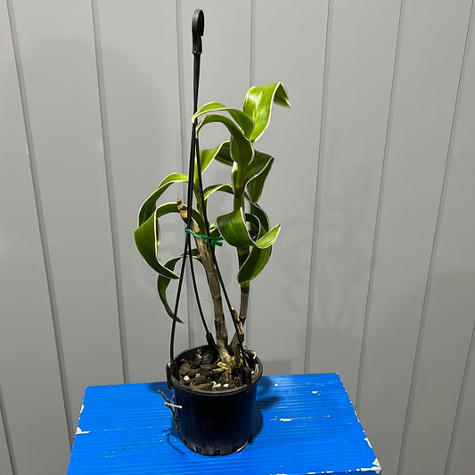 Variegated Dendrobium Burana Emerald (Flowering Size)