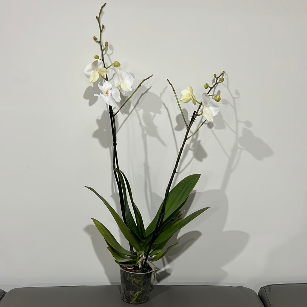 Phalaenopsis Pillow Talk (Blooming Now)