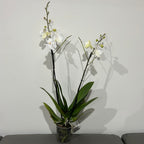 Phalaenopsis Pillow Talk (Blooming Now)