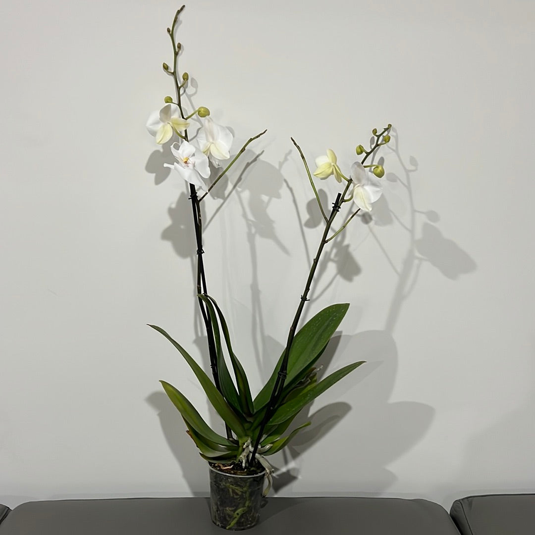Phalaenopsis Pillow Talk (Blooming Now)