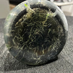 Bulbophyllum pectenveneris (flaviforum) x self FLASK RARE SPECIES