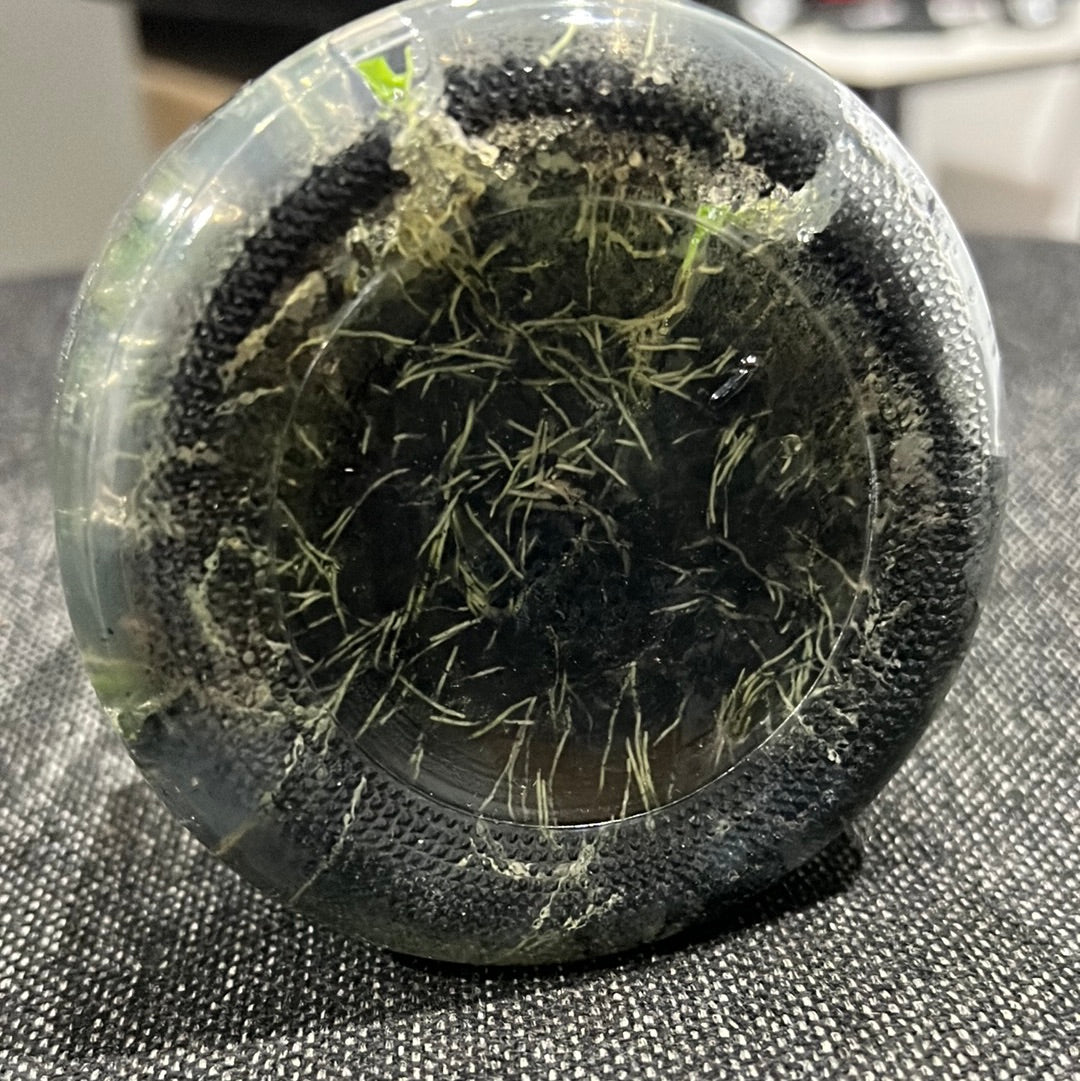 Bulbophyllum pectenveneris (flaviforum) x self FLASK RARE SPECIES