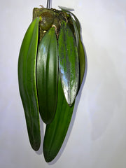 Bulbophyllum Phalaenopsis (Gigantic Plant)