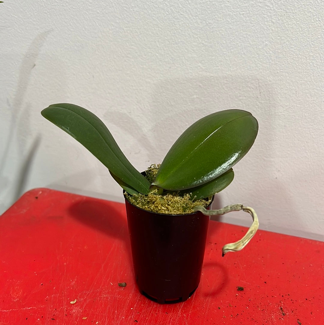 Phalaenopsis Euphorion (Healthy in 50mm pot) Secondary image
