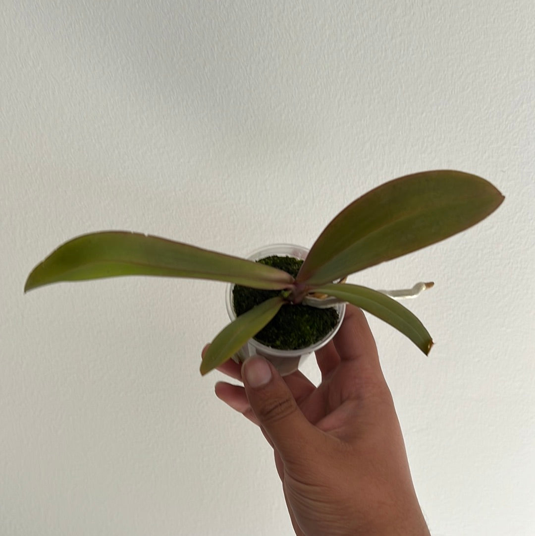 IN SPIKE! Phalaenopsis Carrotcake (Healthy Mericlone) Secondary image