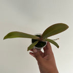 IN SPIKE! Phalaenopsis Carrotcake (Healthy Mericlone)