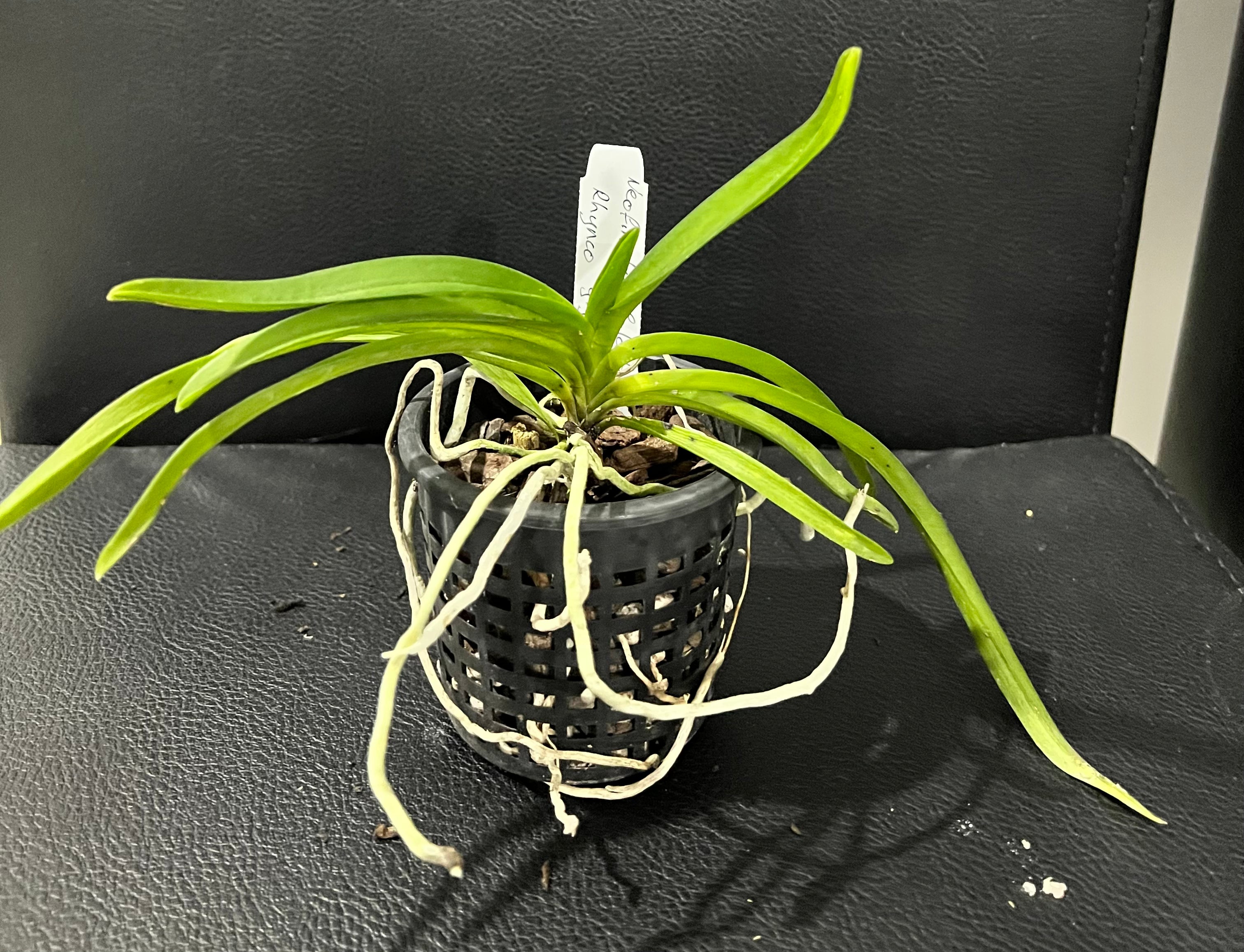 (Fragrant) Neostylis Pinky - Red Form (Rhy. gigantea red form x Neo. falcata) Secondary image