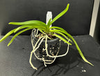 (Fragrant) Neostylis Pinky - Red Form (Rhy. gigantea red form x Neo. falcata)