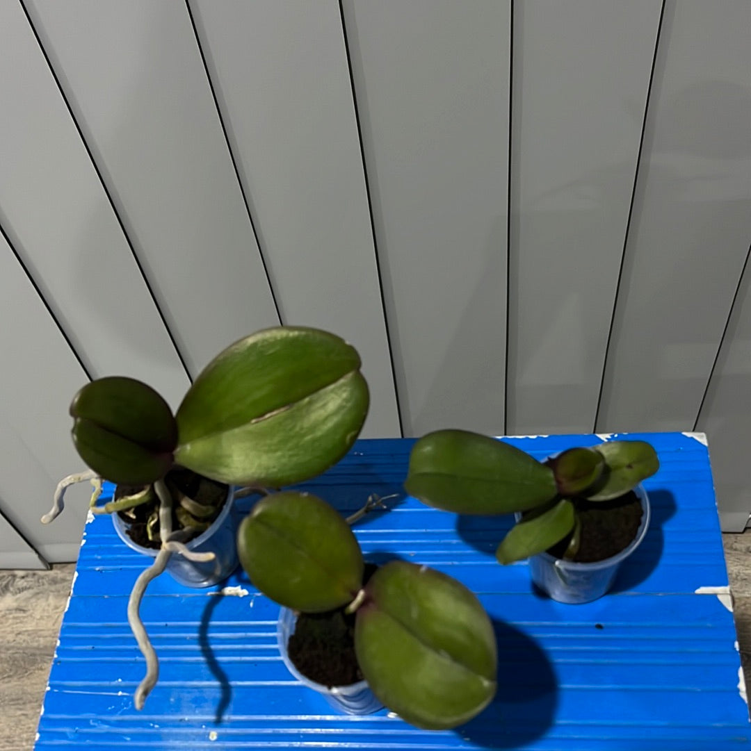 Phalaenopsis Joyride (Healthy Mericlone) Secondary image