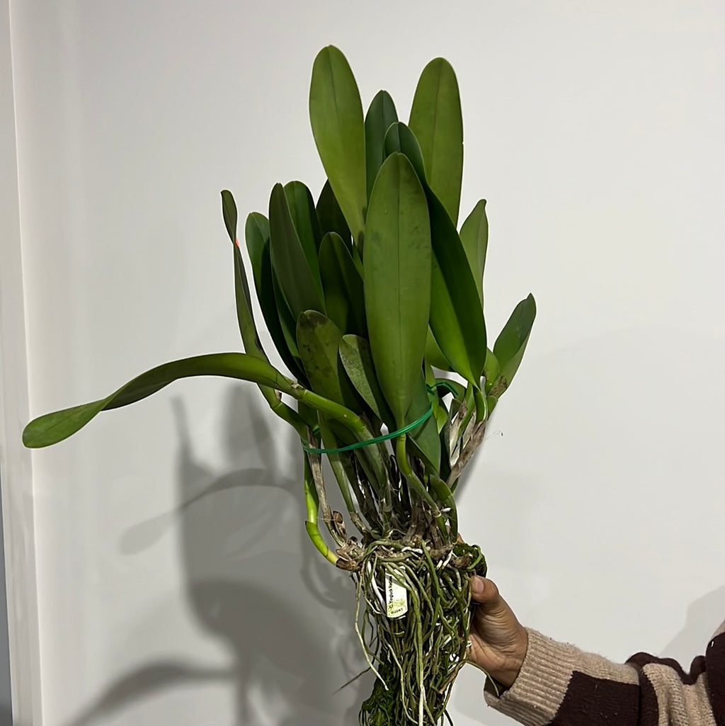 Cattleya Yingluck Redline (Fragrant, Flowering SIZE)