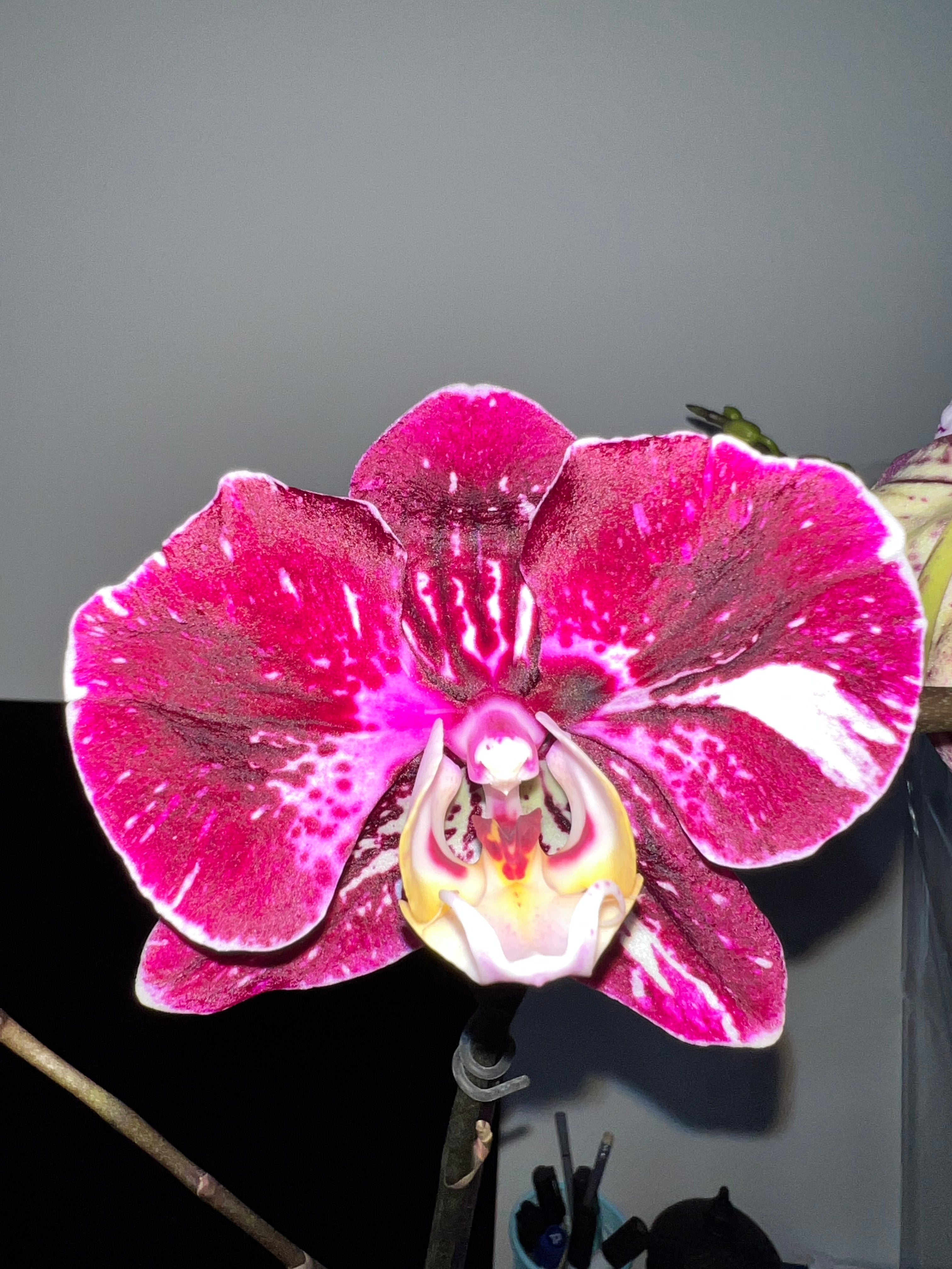 Phalaenopsis Witchcraft (IN BLOOM NOW MERICLONE) Main image