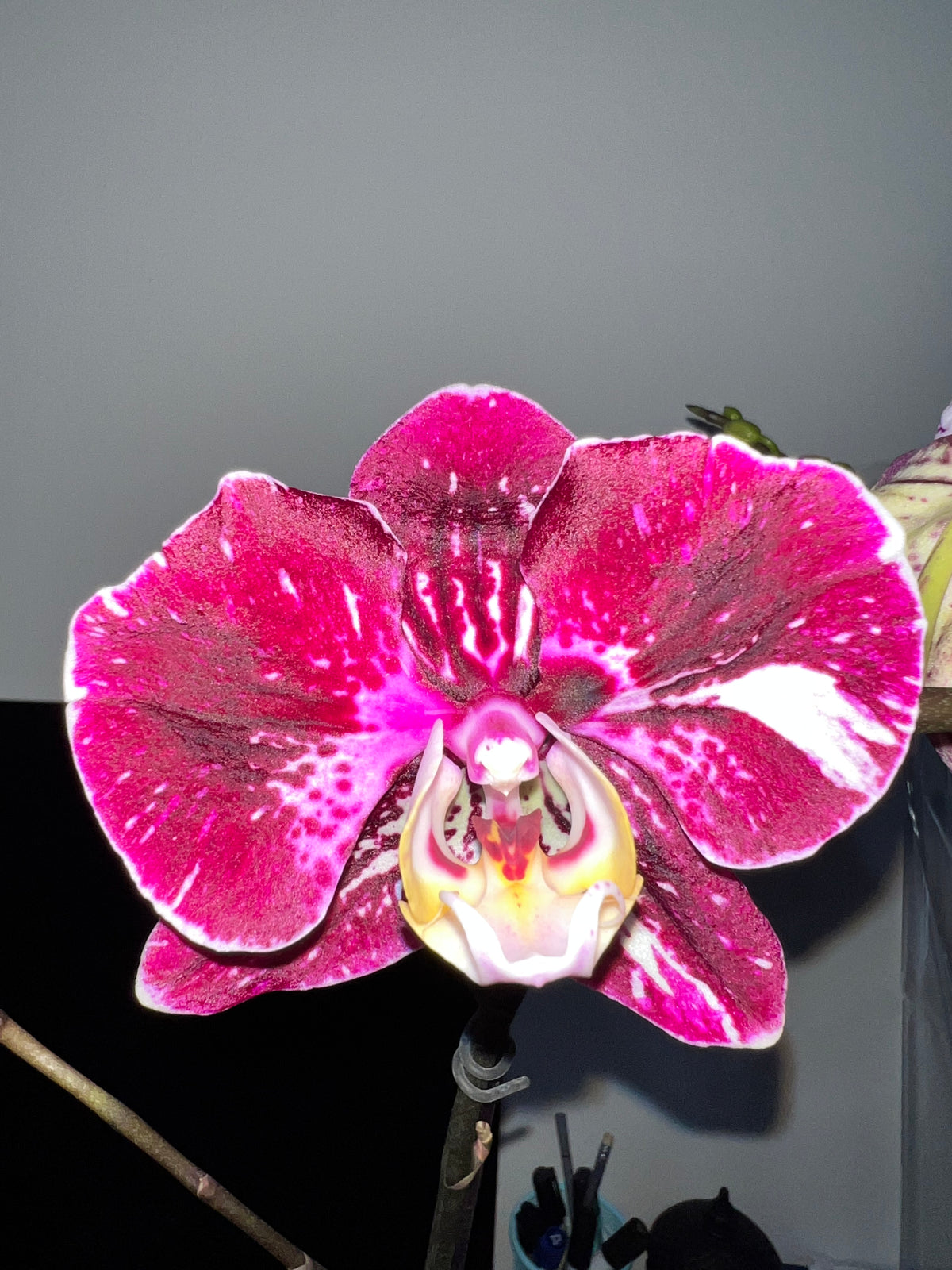 Phalaenopsis Witchcraft (IN BLOOM NOW MERICLONE)