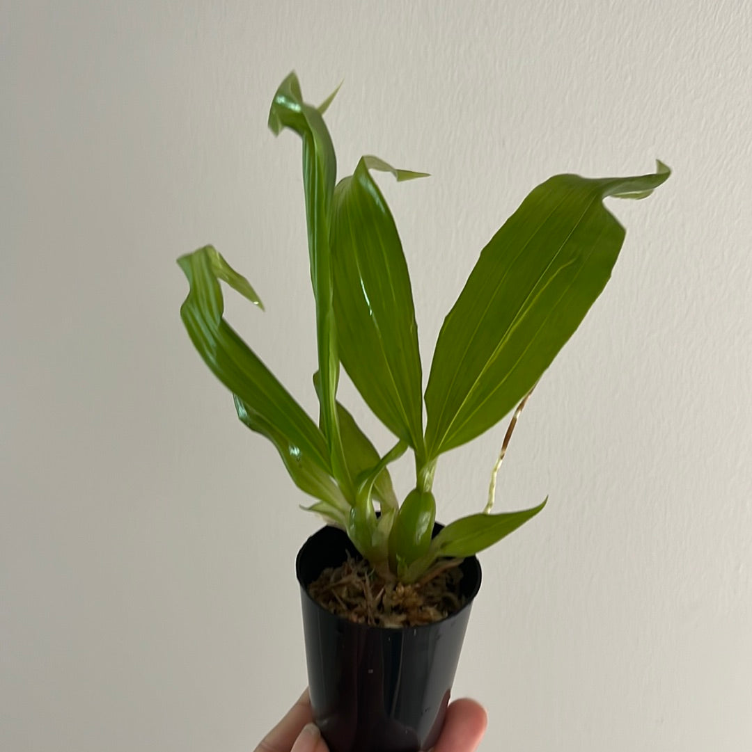 Paphinia Majestic (Paphinia cristata x Paphinia herrerae) Secondary image