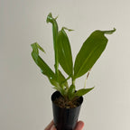 Paphinia Majestic (Paphinia cristata x Paphinia herrerae)