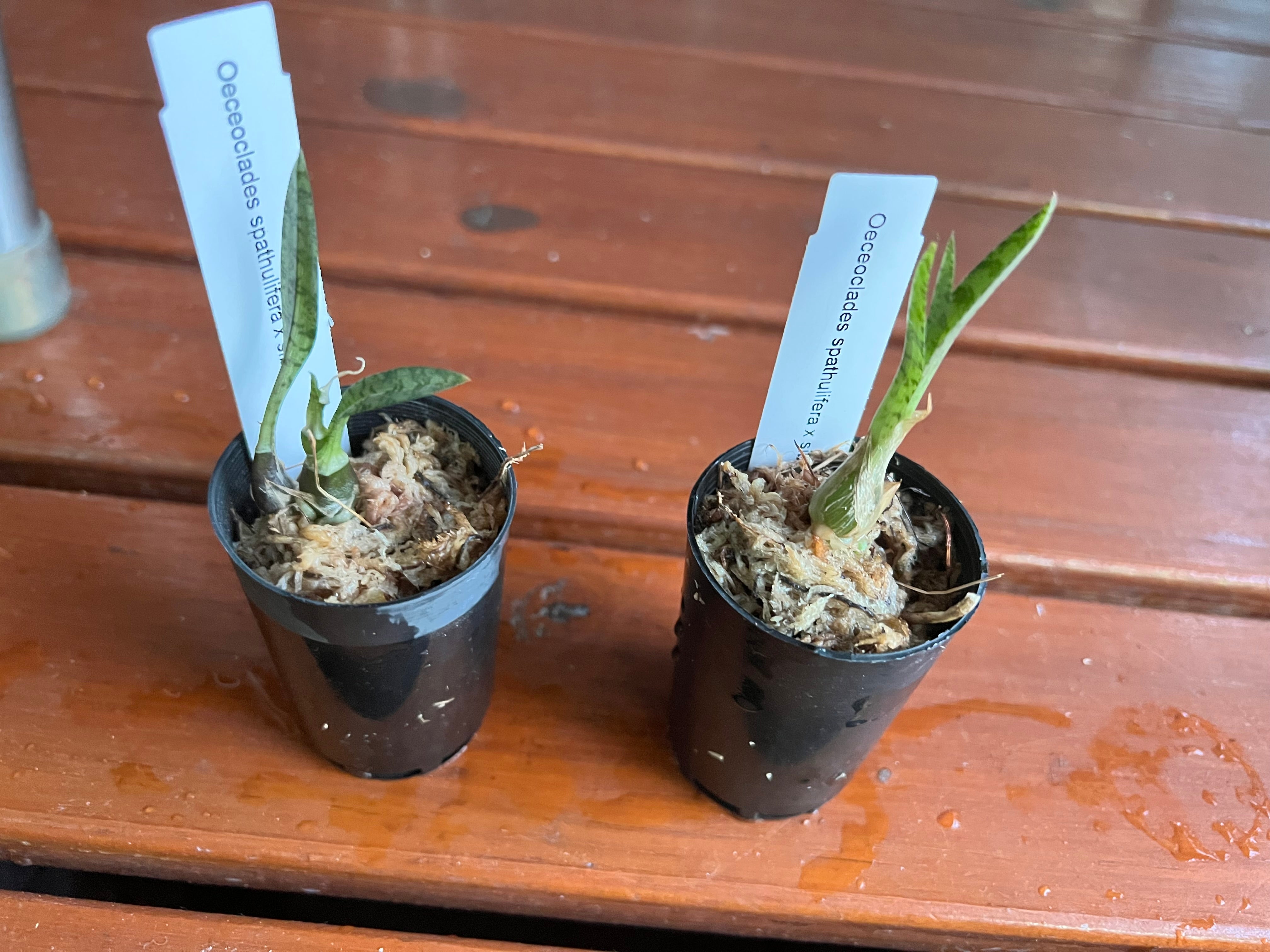 TOP Oeceoclades Spathulifera Secondary image