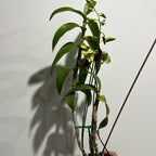 IN FLOWER - Den. Thongchai Gold ‘Splash’