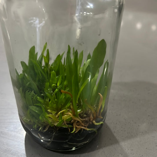 Acianthera pubescens FLASK/TISSUE CULTURE