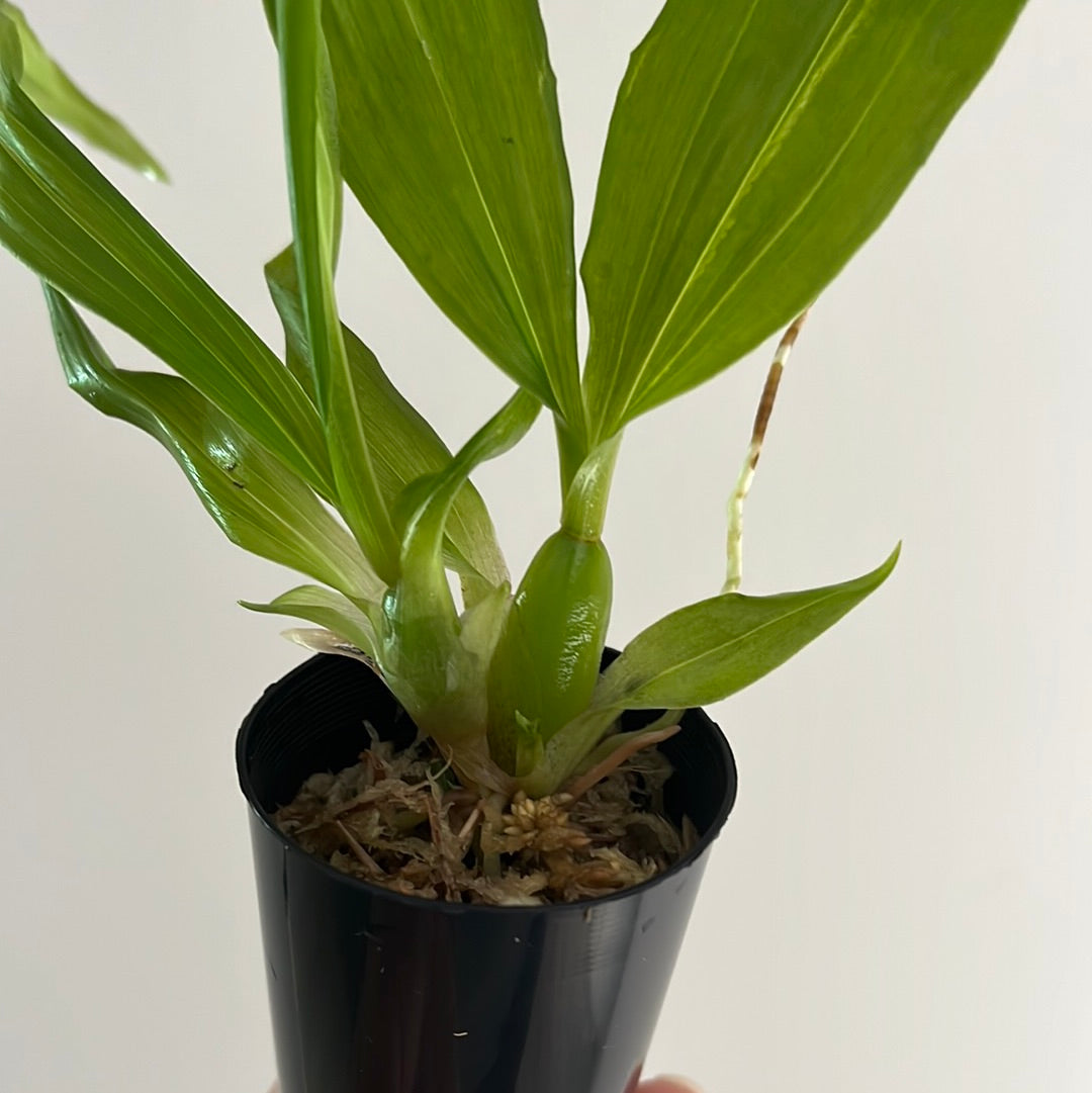 Paphinia Majestic (Paphinia cristata x Paphinia herrerae)