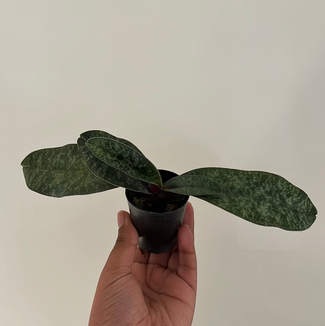 Paphiopedilum vietnamense (HARD TO FIND) Secondary image