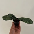 Paphiopedilum vietnamense (HARD TO FIND)