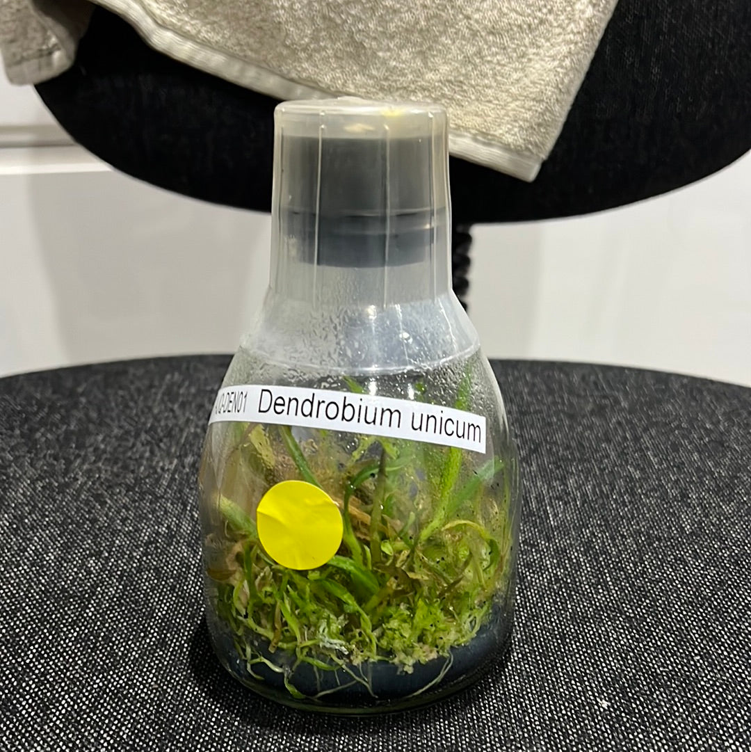 Dendrobium unicum SPECIES FLASK Secondary image