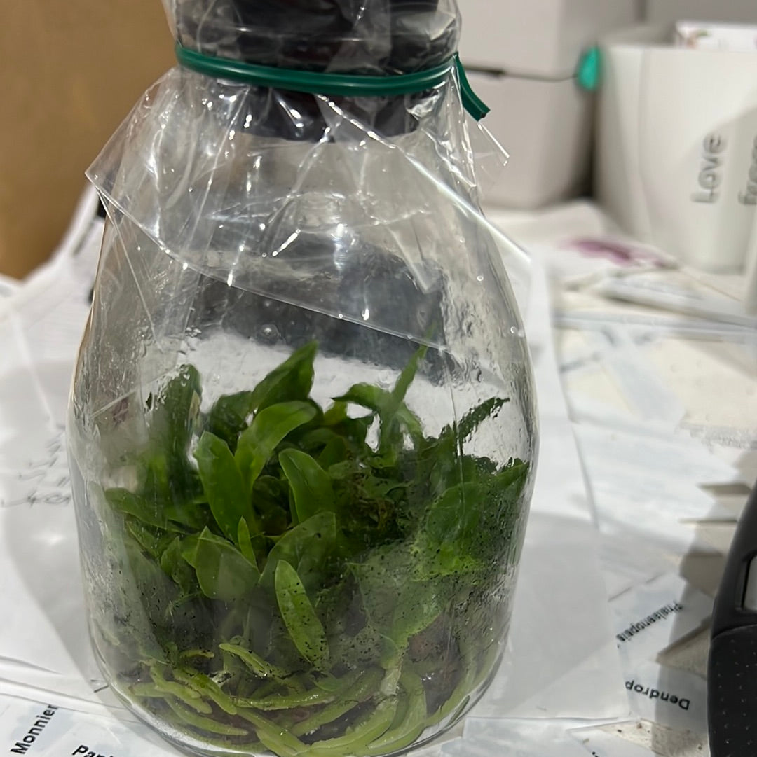 C. walkeriana var.semi-alba"Elixir of Love"(FLASK/TISSUE CULTURE 20+ PLANTS)