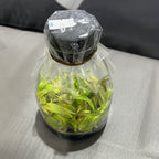 Philodendron 'Golden Crocodile' FLASK (25+ seedlings)