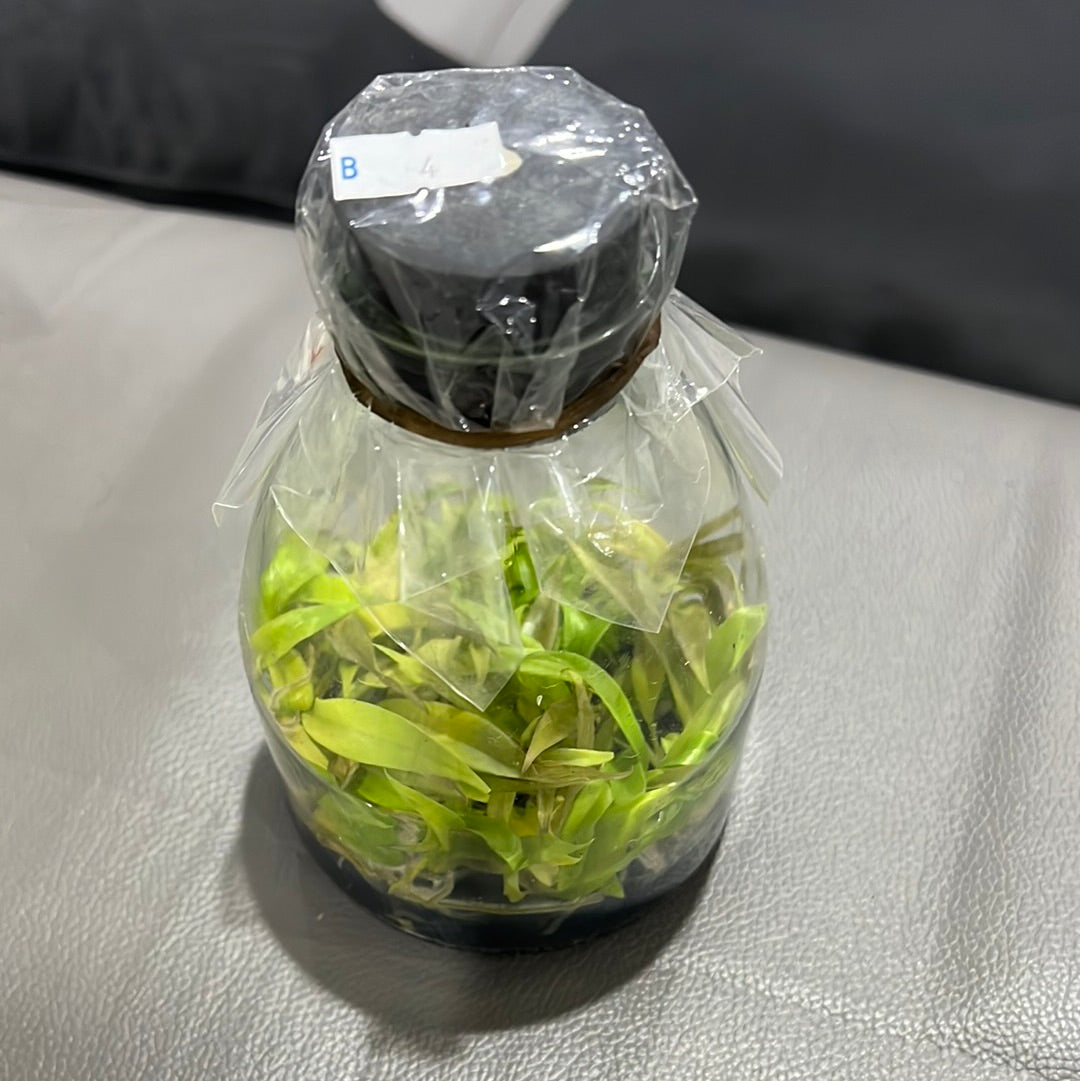 Philodendron 'Golden Crocodile' FLASK (25+ seedlings)